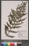 Athyrium oppositipinnum Hayata Ϳ\