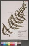 Athyrium oppositipinnum Hayata Ϳ\