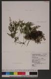 Hymenophyllum polyanthos (Sw.) Sw ӸF
