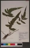 Christella acuminata (Houtt.) Lev. var. kuliangensis (Ching) Kuo yp