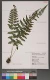 Athyrium strigillosum (Lowe) Salomon ͪ޿\
