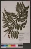 Dryopteris hendersoni (Bedd.) C. Chr. pc