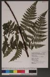 Dryopteris hendersoni (Bedd.) C. Chr. pc