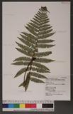 Dryopsis apiciflora (Wall.) Holttum & Edwards n