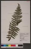 Dryopteris kawakamii (Hayata) Holttum & Edwards tW