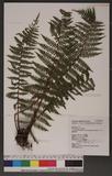 Dryopteris kawakamii (Hayata) Holttum & Edwards tW