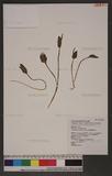 Ophioglossum petiolatum Hook. wY~p