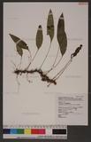 Elaphoglossum angulatum (Blume) Moore z޿