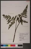 Dryopteris sparsa (Don) Ktze. 