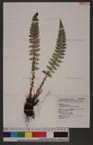 Polystichum ilicifolium (Don) Moore wտ