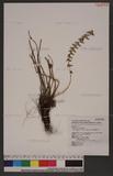 Polystichum prescottianum (Wall.) Moore nտ