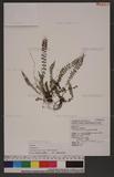 Polystichum lachenense (Hook.) Bedd. sտ