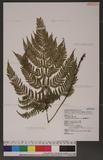 Dryopteris formosana (Christ) C. Chr. OW