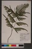 Pteris semipinnata L. bе