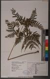 Dryopteris sparsa (Don) Ktze. 