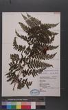 Athyrium