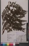 Athyrium