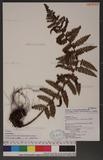 Dryopteris transmorrisonensis (Hayata) Tagawa 