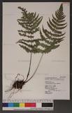 Dryopteris lepidopoda Hayata p