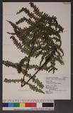 Dryopteris lepidopoda Hayata p