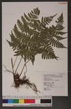 Dryopteris sparsa (Don) Ktze. 