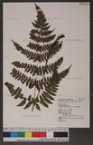 Dryopteris labordei (Christ) C. Chr. 