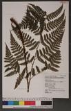 Dryopteris hendersoni (Bedd.) C. Chr. pc