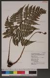 Dryopteris hendersoni (Bedd.) C. Chr. pc