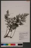 Vandenboschia maxima (Blume) Copel. j~