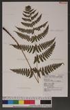 Dryopteris labordei (Christ) C. Chr. 