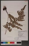 Dryopteris varia (L.) Ktze. n