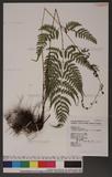 Dryopteris subexaltata (Christ) C. Chr. Ф