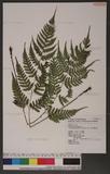 Dryopteris subexaltata (Christ) C. Chr. Ф