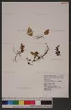 Hymenophyllum polyanthos (Sw.) Sw. ӸF