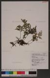 Hymenophyllum polyantos (Sw.) Sw. ӸF