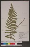 Dryopteris atrata (Wall.) Ching 