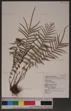 Pteris vittata L. \