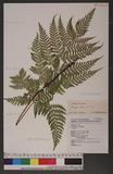 Dryopteris