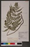 Dryopteris