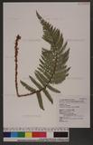 Polystichum parvipinnulum Tagawa yտ