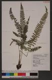 Polystichum hancockii (Hance) Diels տ