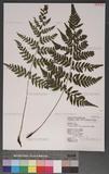 Athyrium arisanense (Hayata) Tagawa s\