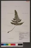 Dryopteris labordei (Christ) C. Chr. 