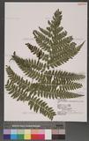 Athyrium subrigescens (Hayata) Hayata V\