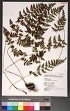 Athyrium anisopterum Christ J\