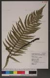 Dryopteris atrata (Wall.) Ching 