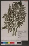 Dryopteris squamiseta (Hook.) Ktze. s