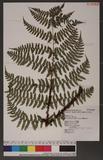 Dryopteris reflexosquamata Hayata FU