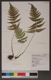 Dryopteris lepidopoda Hayata p