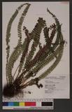 Polystichum stenophyllum Christ ޭcտ
